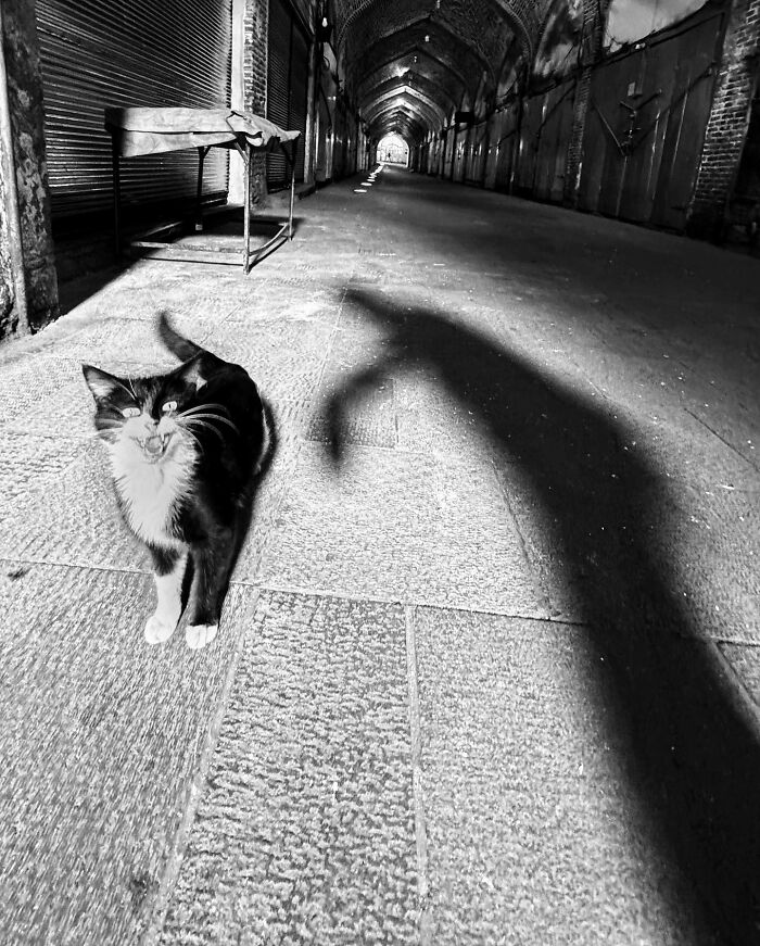 Photographer Akbar Mehrinezhad Patiently Walks The Streets Of His City Photographing Stray Cats