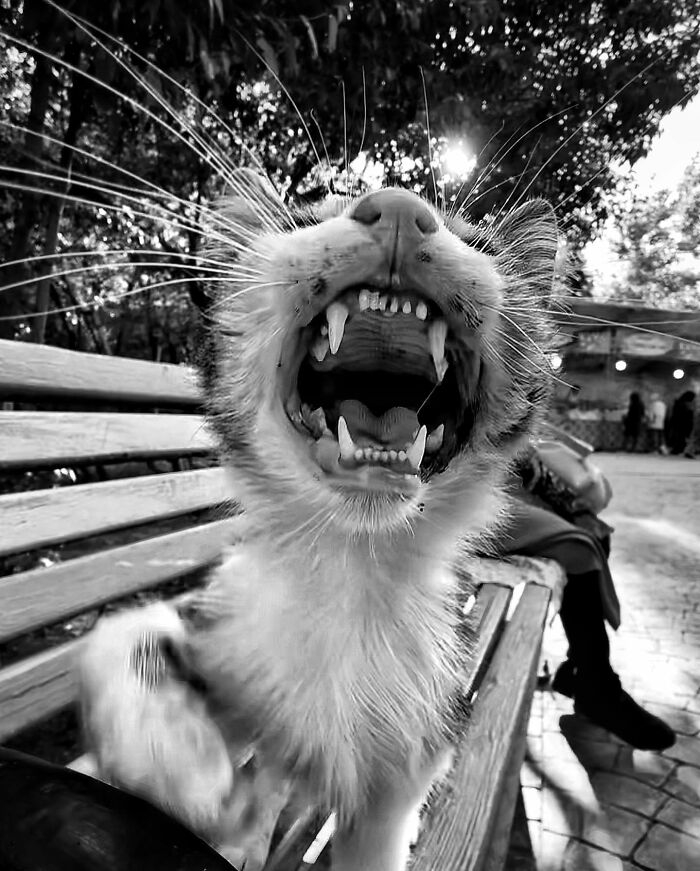 Photographer Akbar Mehrinezhad Patiently Walks The Streets Of His City Photographing Stray Cats