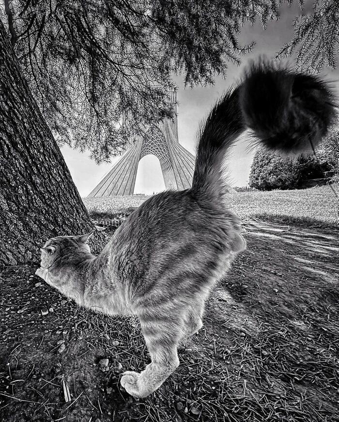 Photographer Akbar Mehrinezhad Patiently Walks The Streets Of His City Photographing Stray Cats