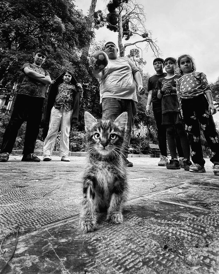 Photographer Akbar Mehrinezhad Patiently Walks The Streets Of His City Photographing Stray Cats