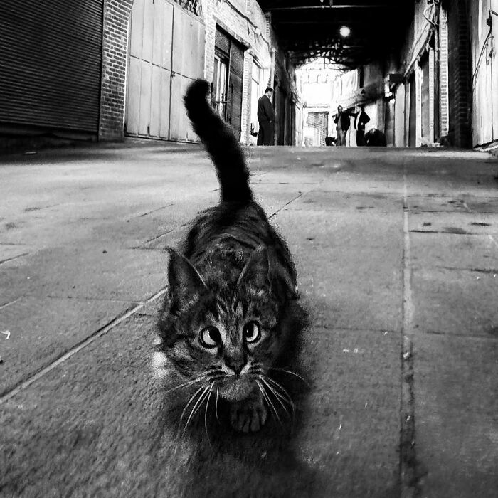 Photographer Akbar Mehrinezhad Patiently Walks The Streets Of His City Photographing Stray Cats