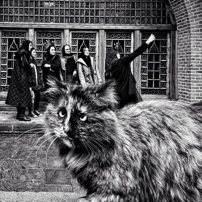 Photographer Akbar Mehrinezhad Patiently Walks The Streets Of His City Photographing Stray Cats