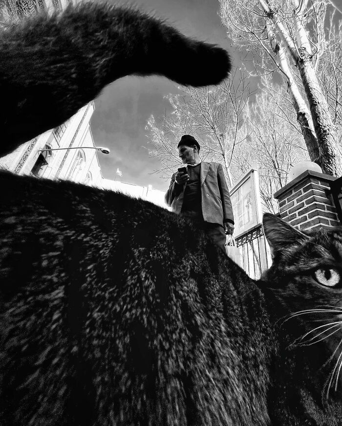 Photographer Akbar Mehrinezhad Patiently Walks The Streets Of His City Photographing Stray Cats