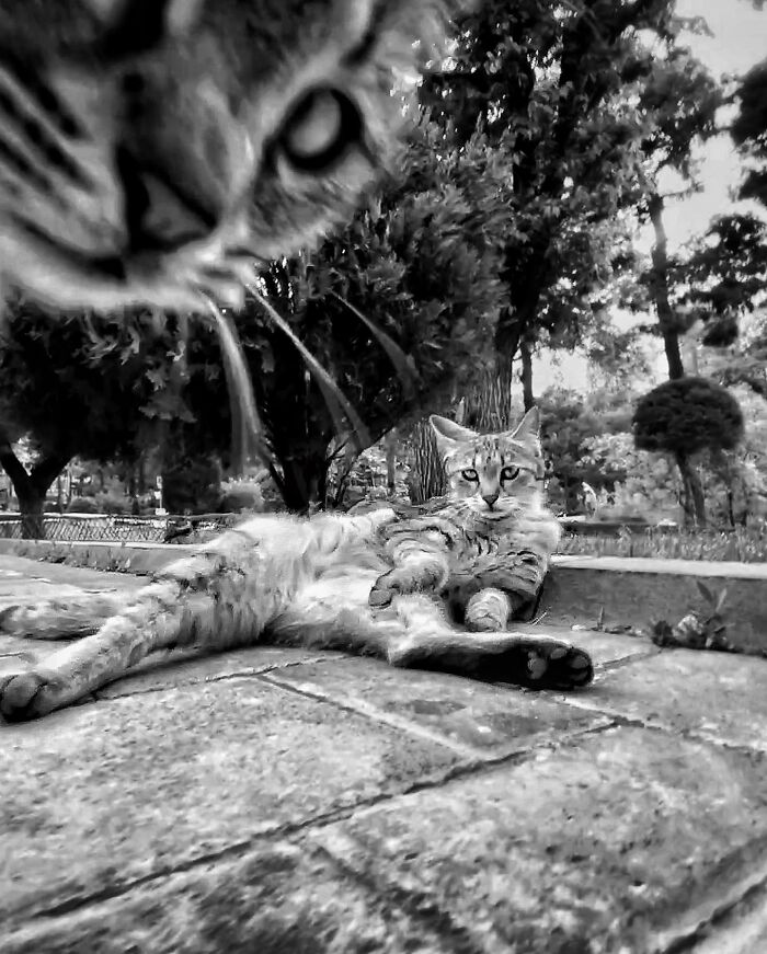 Photographer Akbar Mehrinezhad Patiently Walks The Streets Of His City Photographing Stray Cats