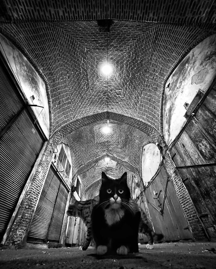 Photographer Akbar Mehrinezhad Patiently Walks The Streets Of His City Photographing Stray Cats