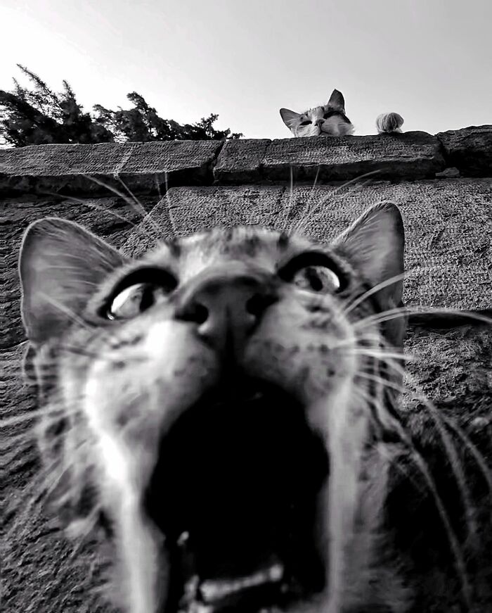 Photographer Akbar Mehrinezhad Patiently Walks The Streets Of His City Photographing Stray Cats