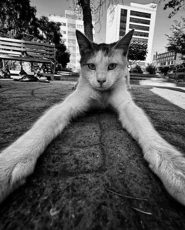 Photographer Akbar Mehrinezhad Patiently Walks The Streets Of His City Photographing Stray Cats