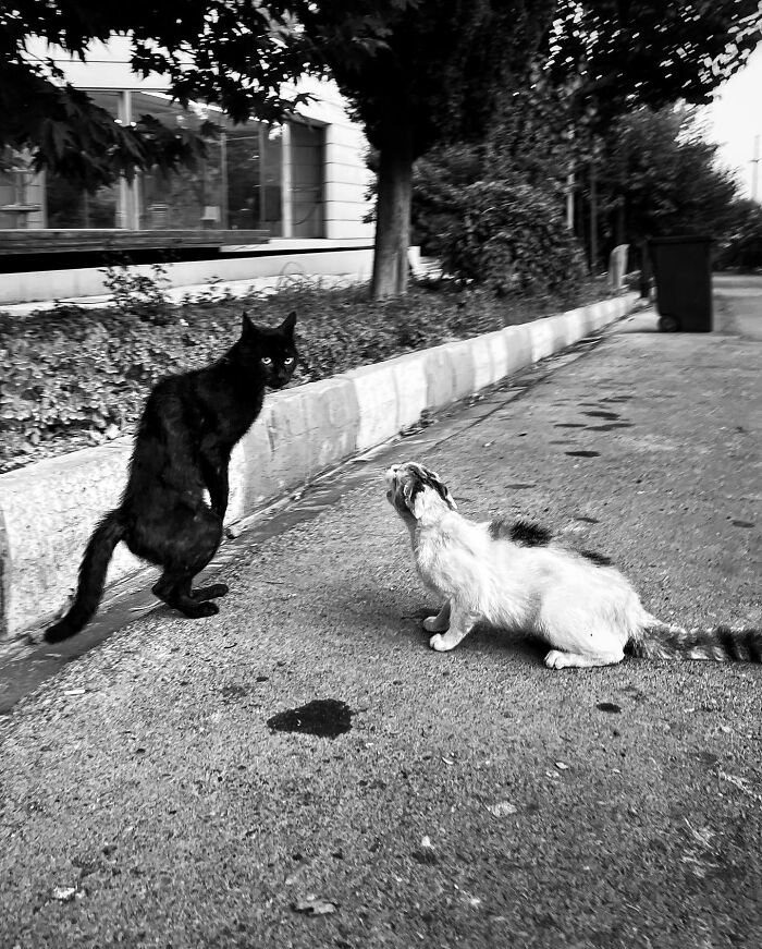 Photographer Akbar Mehrinezhad Patiently Walks The Streets Of His City Photographing Stray Cats