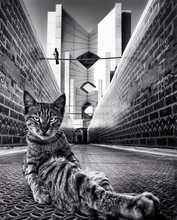 Photographer Akbar Mehrinezhad Patiently Walks The Streets Of His City Photographing Stray Cats