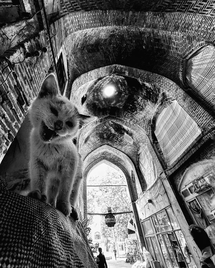 Photographer Akbar Mehrinezhad Patiently Walks The Streets Of His City Photographing Stray Cats