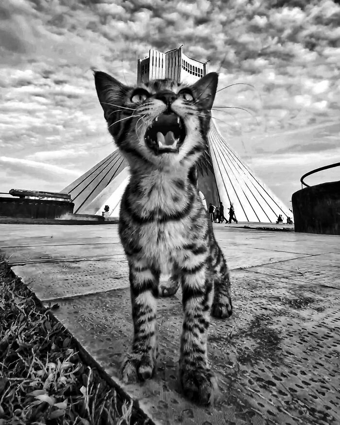 Photographer Akbar Mehrinezhad Patiently Walks The Streets Of His City Photographing Stray Cats