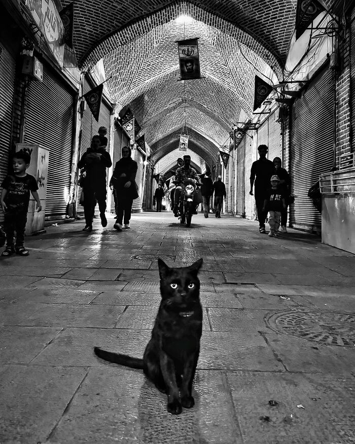 Photographer Akbar Mehrinezhad Patiently Walks The Streets Of His City Photographing Stray Cats