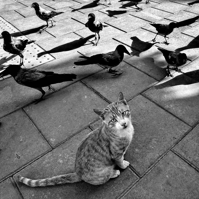 Photographer Akbar Mehrinezhad Patiently Walks The Streets Of His City Photographing Stray Cats