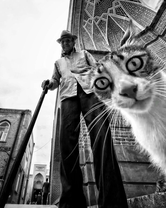 Photographer Akbar Mehrinezhad Patiently Walks The Streets Of His City Photographing Stray Cats