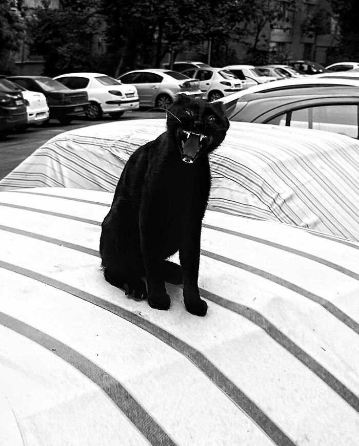 Photographer Akbar Mehrinezhad Patiently Walks The Streets Of His City Photographing Stray Cats