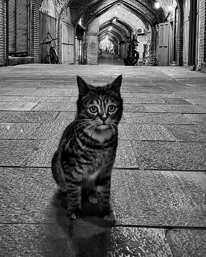 Photographer Akbar Mehrinezhad Patiently Walks The Streets Of His City Photographing Stray Cats