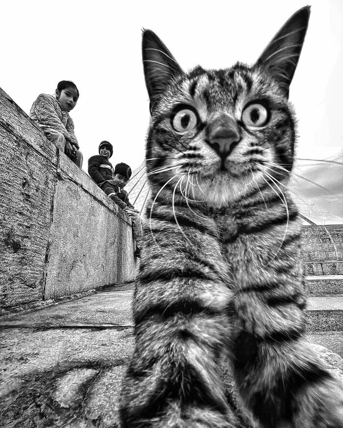 Photographer Akbar Mehrinezhad Patiently Walks The Streets Of His City Photographing Stray Cats