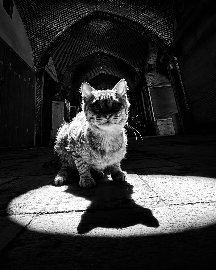 Photographer Akbar Mehrinezhad Patiently Walks The Streets Of His City Photographing Stray Cats