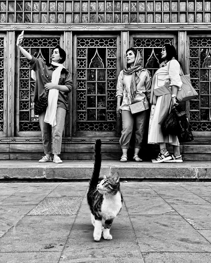 Photographer Akbar Mehrinezhad Patiently Walks The Streets Of His City Photographing Stray Cats