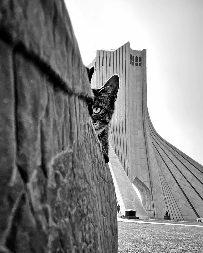 Photographer Akbar Mehrinezhad Patiently Walks The Streets Of His City Photographing Stray Cats