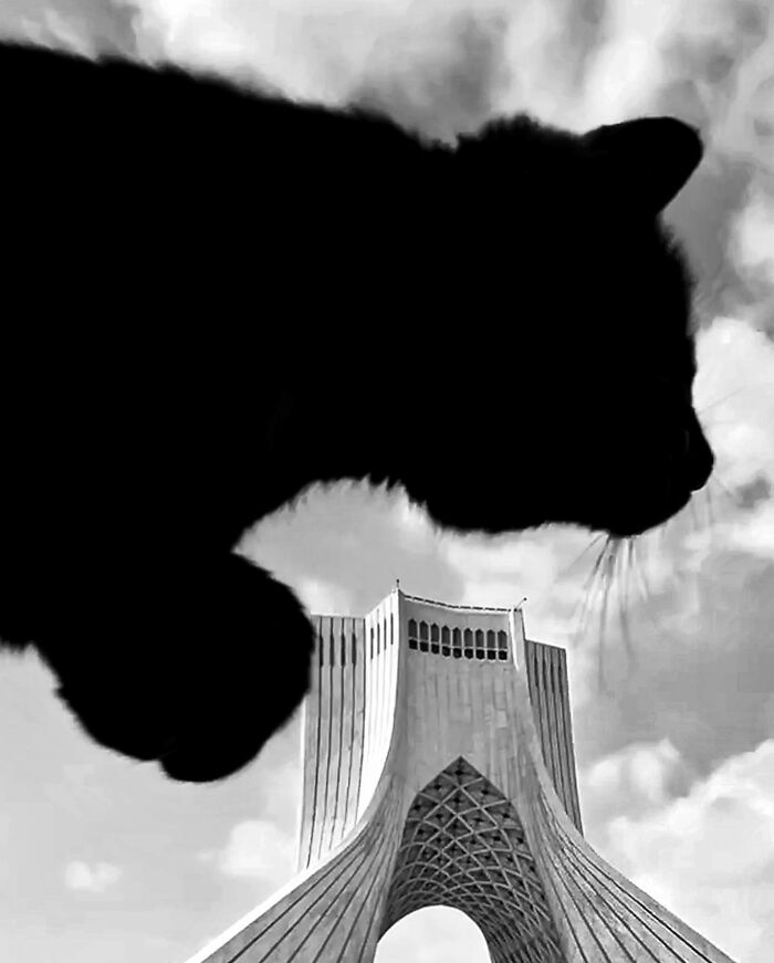 Photographer Akbar Mehrinezhad Patiently Walks The Streets Of His City Photographing Stray Cats