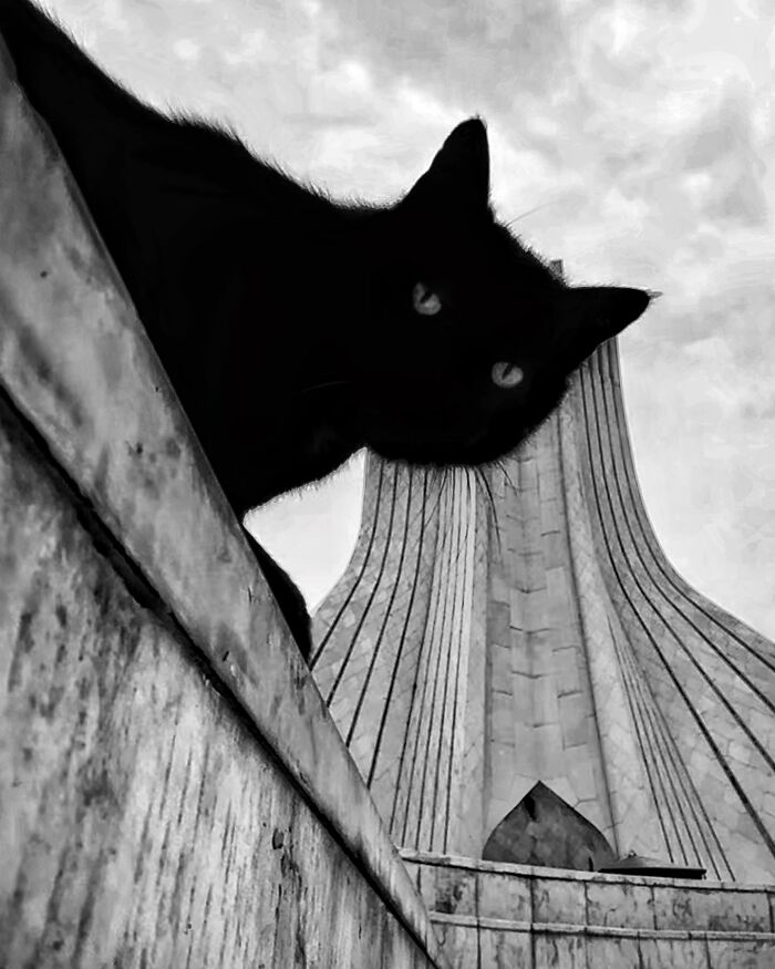 Photographer Akbar Mehrinezhad Patiently Walks The Streets Of His City Photographing Stray Cats