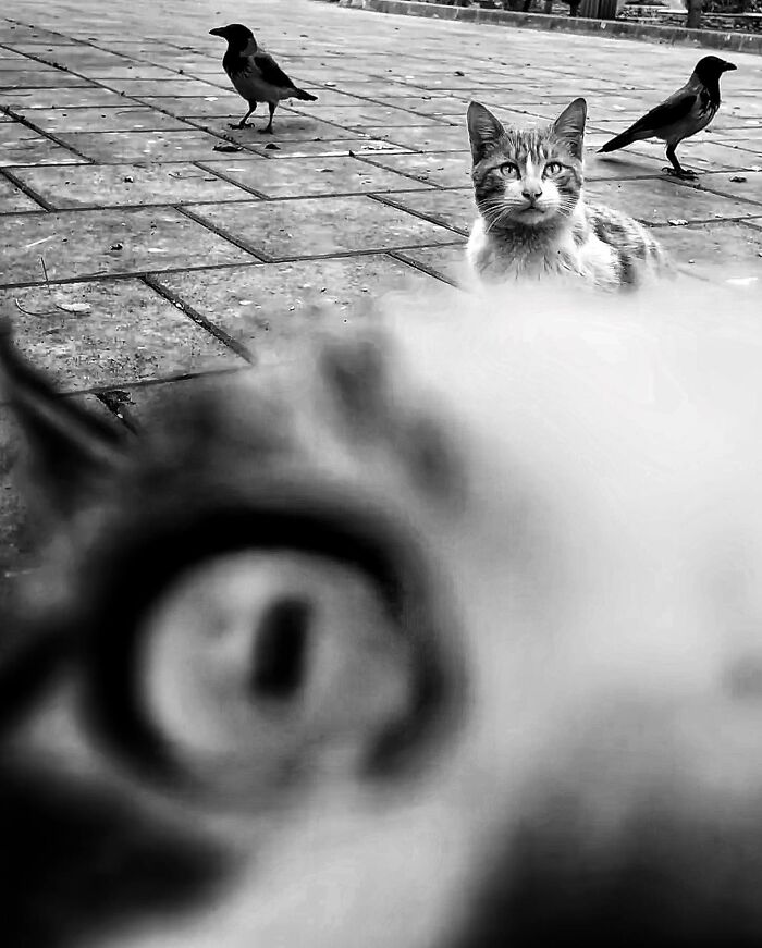 Photographer Akbar Mehrinezhad Patiently Walks The Streets Of His City Photographing Stray Cats