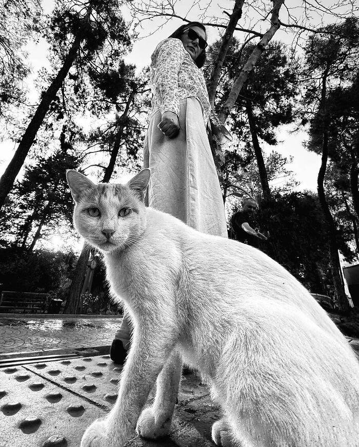 Photographer Akbar Mehrinezhad Patiently Walks The Streets Of His City Photographing Stray Cats