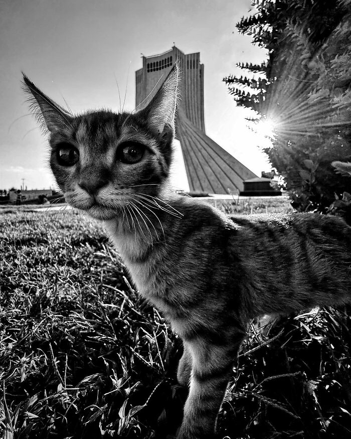 Photographer Akbar Mehrinezhad Patiently Walks The Streets Of His City Photographing Stray Cats