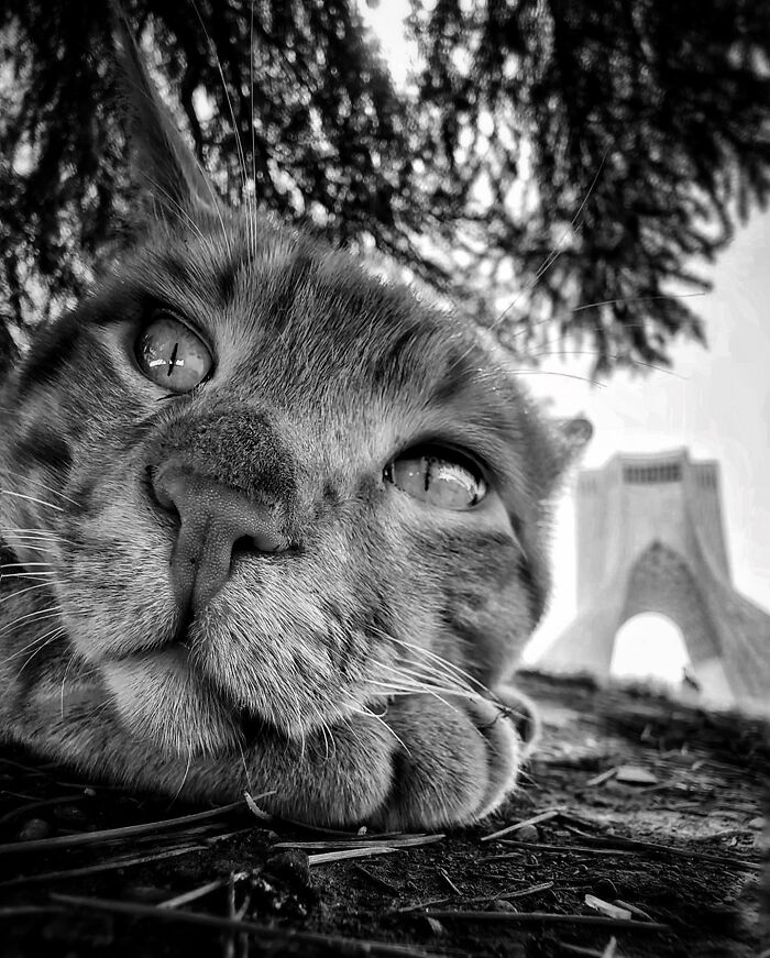 Photographer Akbar Mehrinezhad Patiently Walks The Streets Of His City Photographing Stray Cats