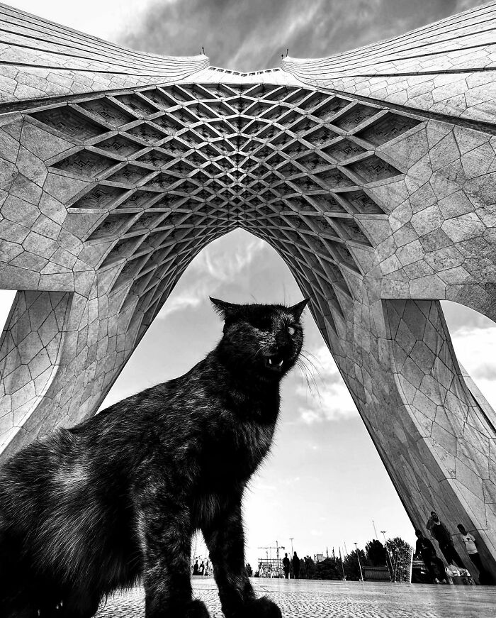 Photographer Akbar Mehrinezhad Patiently Walks The Streets Of His City Photographing Stray Cats