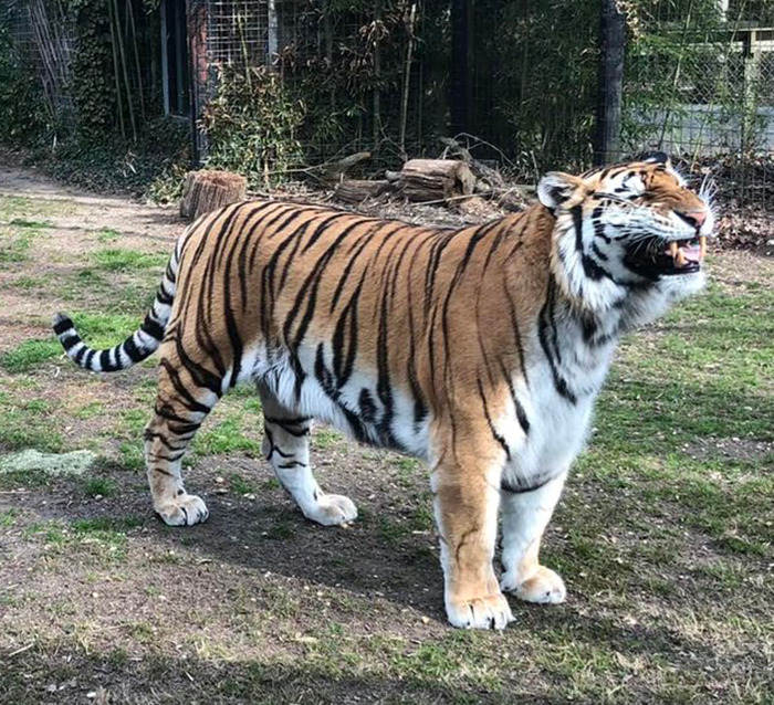 Tiger Nearly Eats Zoo Visitor After She Climbed Into Enclosure To Pet It, Police Now Involved