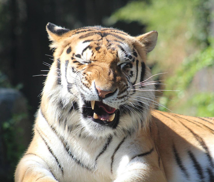 Tiger Nearly Eats Zoo Visitor After She Climbed Into Enclosure To Pet It, Police Now Involved