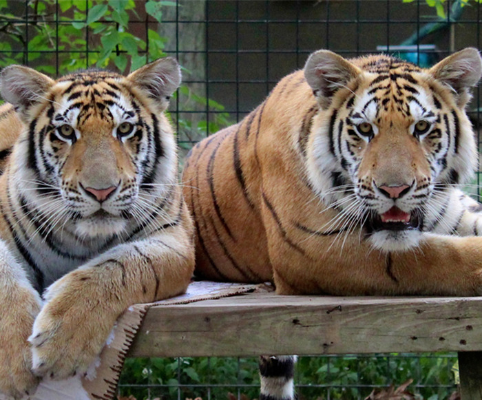 Tiger Nearly Eats Zoo Visitor After She Climbed Into Enclosure To Pet It, Police Now Involved