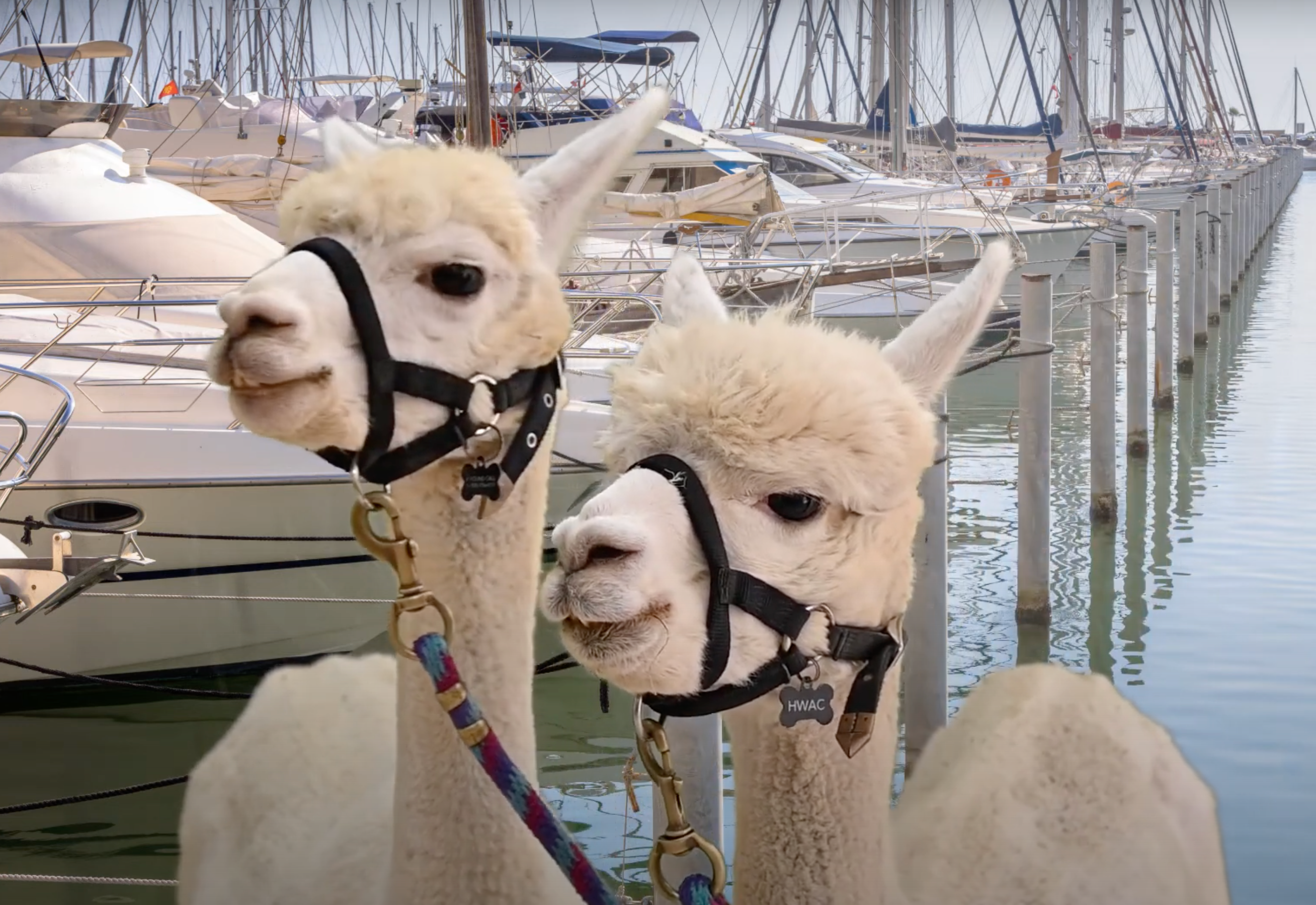 As The 2024 Summer Olympics Kicked Off In Paris, This Shelter Hosts Their Own OlymPETs