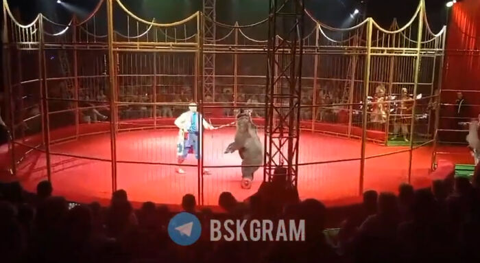 Hoverboard-Riding Circus Bear Attacks Handler On Stage In Front Of Horrified Crowd