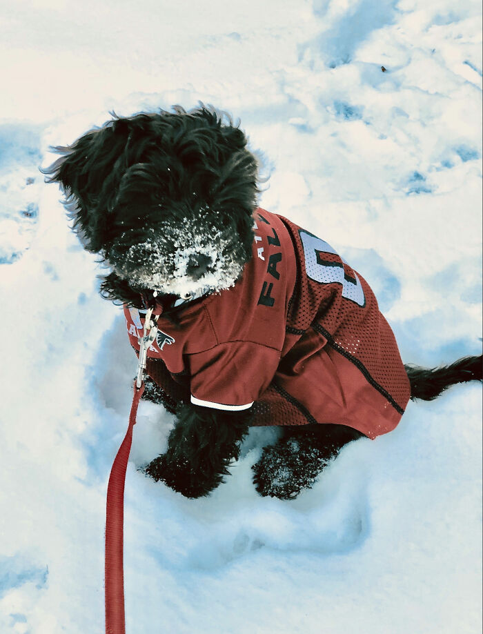 Roux (Miniature Australian Labradoodle)