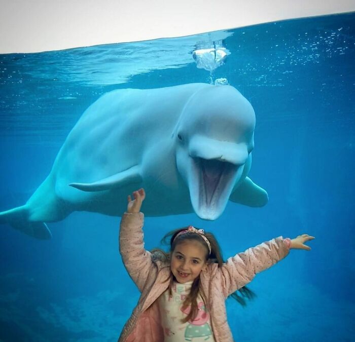 Adorable Video Of Beluga Whale’s Interaction With Boy Goes Viral, People Can’t Get Enough Of It