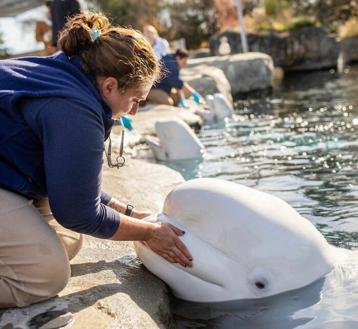 Adorable Video Of Beluga Whale’s Interaction With Boy Goes Viral, People Can’t Get Enough Of It