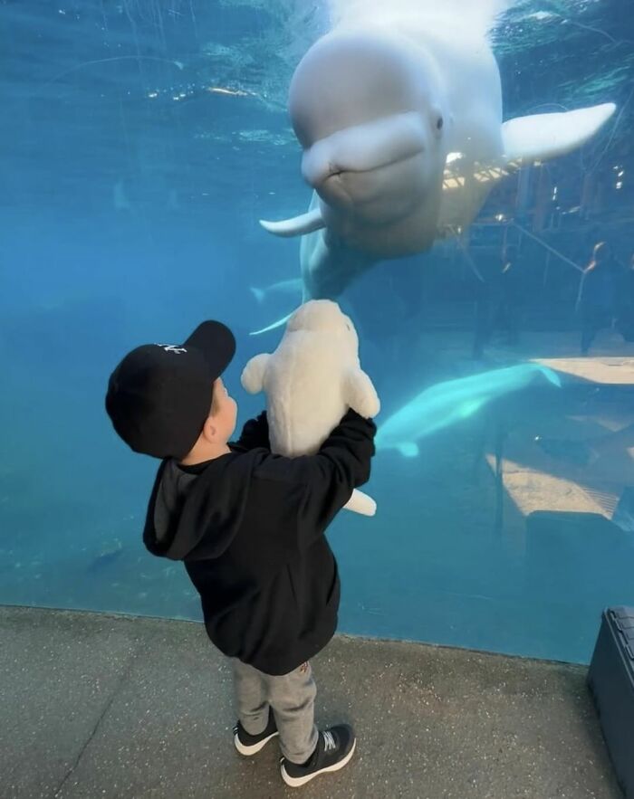 Adorable Video Of Beluga Whale’s Interaction With Boy Goes Viral, People Can’t Get Enough Of It