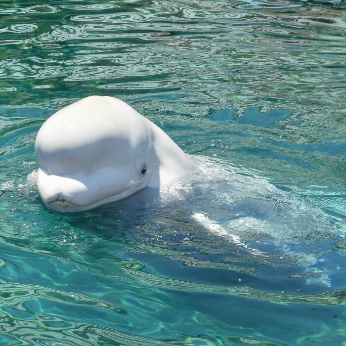 Adorable Video Of Beluga Whale’s Interaction With Boy Goes Viral, People Can’t Get Enough Of It