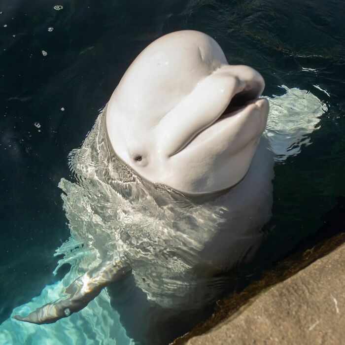 Adorable Video Of Beluga Whale’s Interaction With Boy Goes Viral, People Can’t Get Enough Of It