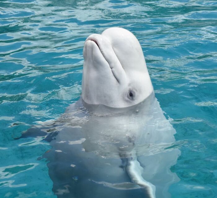 Adorable Video Of Beluga Whale’s Interaction With Boy Goes Viral, People Can’t Get Enough Of It