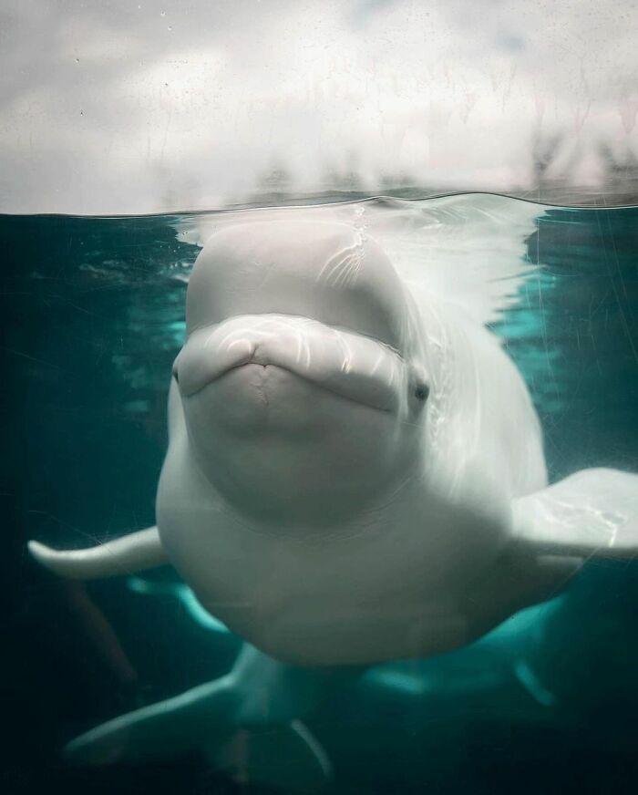 Adorable Video Of Beluga Whale’s Interaction With Boy Goes Viral, People Can’t Get Enough Of It