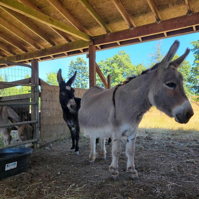 A Touching Story Of A Sad Donkey Whose Ball Popped, But People Made Sure He’ll Never Be Lonely Again