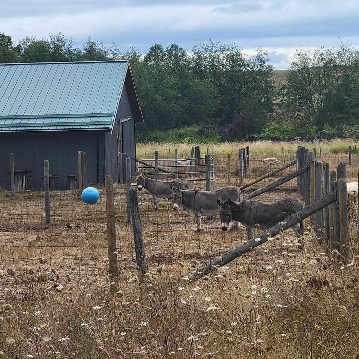 A Touching Story Of A Sad Donkey Whose Ball Popped, But People Made Sure He’ll Never Be Lonely Again