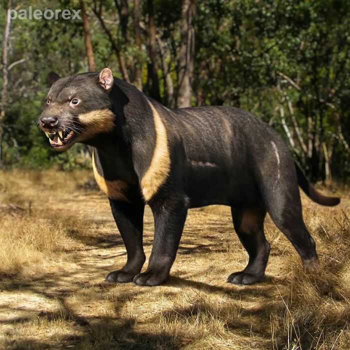 Tasmanian Devil