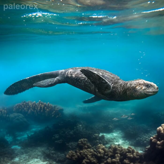 The Galapagos Marine Iguana