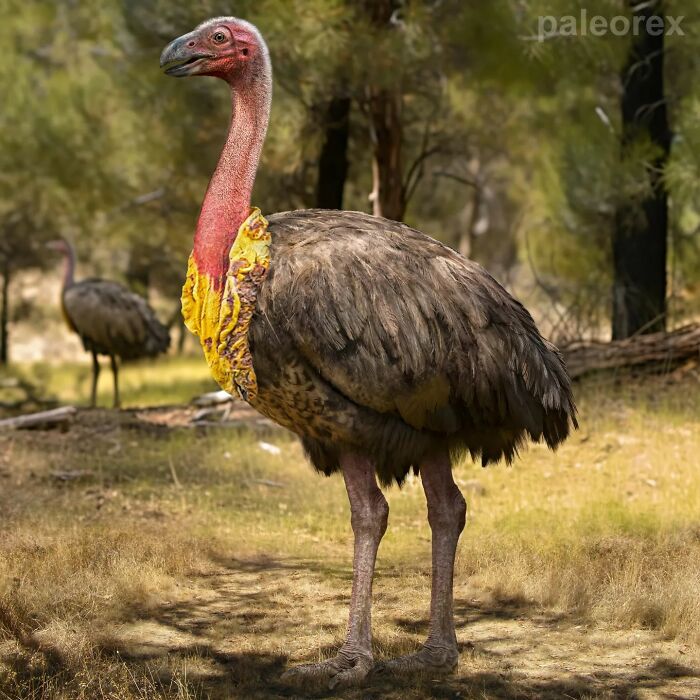 Australian Bush Turkey