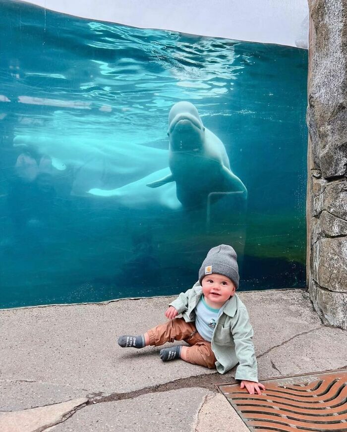 Adorable Video Of Beluga Whale’s Interaction With Boy Goes Viral, People Can’t Get Enough Of It